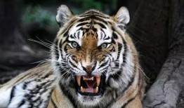 大老虎吃瓜视频,揭秘动物界的趣味瞬间