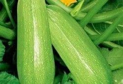 我爱吃瓜官网 免费吃瓜,尽在我爱吃瓜官网——开启你的瓜果盛宴之旅