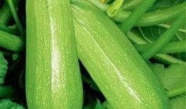 我爱吃瓜官网 免费吃瓜,尽在我爱吃瓜官网——开启你的瓜果盛宴之旅