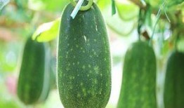 神秘吃瓜3,揭秘幕后真相，探寻娱乐圈风云变幻