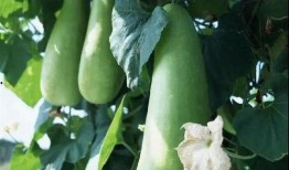 蒲瓜能干吃吗,探索干吃蒲瓜的独特风味