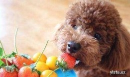 泰迪吃贝贝瓜好吗,泰迪犬食用贝贝瓜的安全性探讨