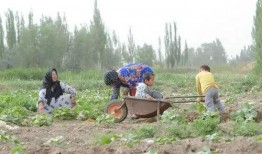 村口的吃瓜群众,揭秘乡村生活百态