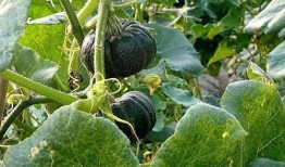 小瓜吃植物,探索植物生长的奇妙之旅