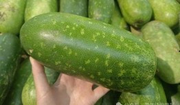 毛瓜可以直接吃吗怎么吃,轻松掌握美味毛瓜的食用方法