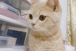 猫舍吃瓜,揭秘猫咪们的欢乐时光