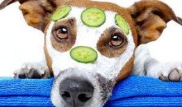 狗可以吃棉瓜吗,棉瓜在宠物菜单中的地位