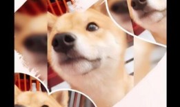 吃哈密瓜有声音,夏日美味新体验