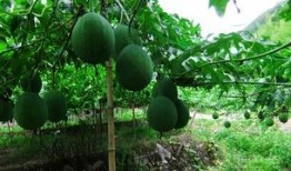 吊瓜吃哪部分,揭秘最佳食用部位