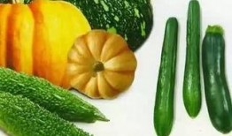 吃瓜种瓜人搞笑视频,吃瓜种瓜人搞笑视频，带你领略欢乐时光