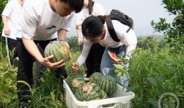 重庆学校吃瓜,吃瓜群众的味蕾探险记