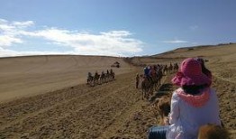 骆驼吃瓜免费图片,骆驼与瓜果的奇妙邂逅