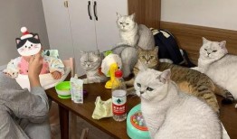 猫咪和小孩组团吃瓜,猫咪小孩欢乐吃瓜记