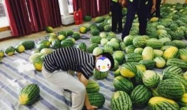 学校怎么吃瓜,揭秘校园里的那些“吃瓜”趣事