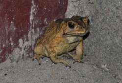 瓜蛙猿人是吃瓜的意思么,揭秘网络流行语“吃瓜”的趣味起源