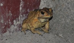 瓜蛙猿人是吃瓜的意思么,揭秘网络流行语“吃瓜”的趣味起源