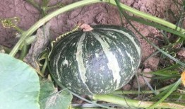 板栗瓜怎么蒸婴儿吃,婴儿营养美味新选择