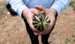 山东济宁吃瓜事件,一场网络热议背后的真相与反思