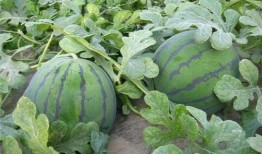 外婆在田间吃瓜,回味无穷的夏日时光