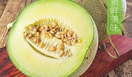 日本吃网纹瓜,美食界的独特魅力与流行趋势