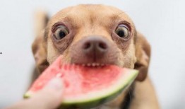 狗可以吃棉瓜吗,棉瓜在宠物菜单中的地位