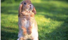 野餐兔吃瓜什么梗,揭秘兔子界的“美食”之谜