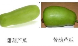 吃葫芦瓜反酸,轻松应对胃酸不适