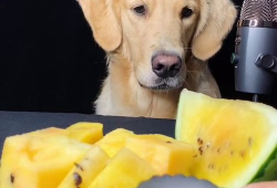 小黄毛直播吃瓜,揭秘娱乐圈幕后真相