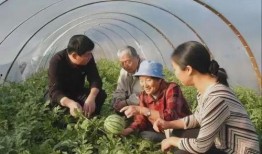 老太吃瓜,揭秘老年生活的新潮流