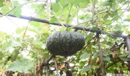 七落吃瓜,揭秘娱乐圈幕后故事