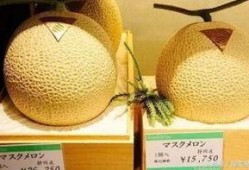 日本吃网纹瓜,美食界的独特魅力与流行趋势