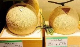 日本吃网纹瓜,美食界的独特魅力与流行趋势