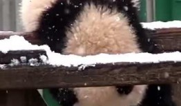 年下吃瓜小熊,年下小熊的甜蜜瓜田奇遇记