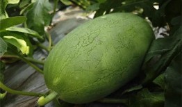 吃瓜资源分享南京,吃瓜资源分享，解锁地道风味