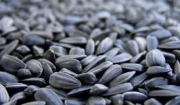 瓜儿吃瓜子视频,一场甜蜜的瓜子盛宴