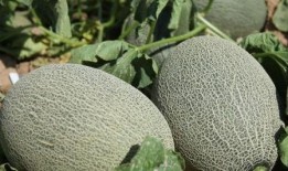 哈密瓜和啤酒一起吃吗,美味还是禁忌？