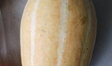 可以炒菜吃的瓜叫什么瓜,揭秘可炒菜食用的神奇瓜类