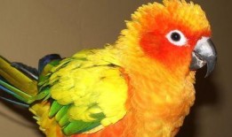 鹦鹉可以吃博洋瓜,揭秘博洋瓜的神奇魅力