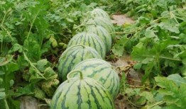 水晶瓜有法吃吗,解锁美味新境界